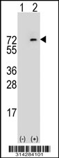 Western blot analysis of his-tag SCG3 (arrow) using his tag antibody. 293 cell lysates (2 ug/lane) either nontransfected (Lane 1) or transiently transfected with the SCG3 gene.