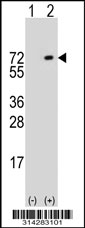 Western blot analysis of his-tag C6orf182 (arrow) using his tag antibody. 293 cell lysates (2 ug/lane) either nontransfected (Lane 1) or transiently transfected with the C6orf182 gene.