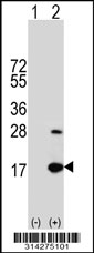 Western blot analysis of his-tag HIST1H2AG (arrow) using his tag antibody. 293 cell lysates (2 ug/lane) either nontransfected (Lane 1) or transiently transfected with the HIST1H2AG gene.