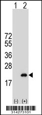 Western blot analysis of his-tag MRFAP1L1 (arrow) using his tag antibody. 293 cell lysates (2 ug/lane) either nontransfected (Lane 1) or transiently transfected with the MRFAP1L1 gene.