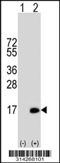 Western blot analysis of his-tag TEX12 (arrow) using his tag antibody. 293 cell lysates (2 ug/lane) either nontransfected (Lane 1) or transiently transfected with the TEX12 gene.