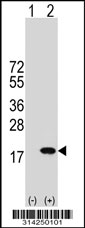 Western blot analysis of his-tag NDUFA13 (arrow) using his tag antibody. 293 cell lysates (2 ug/lane) either nontransfected (Lane 1) or transiently transfected with the NDUFA13 gene.