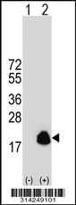 Western blot analysis of his-tag PLA2G2A (arrow) using his tag antibody. 293 cell lysates (2 ug/lane) either nontransfected (Lane 1) or transiently transfected with the PLA2G2A gene.