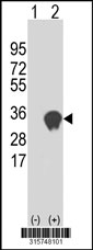 Western blot analysis of his-tag CTDSP2 (arrow) using his tag antibody. 293T cell lysates (2 ug/lane) either nontransfected (Lane 1) or transiently transfected with the CTDSP2 gene‘