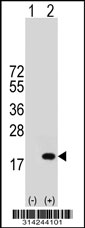 Western blot analysis of his-tag FAM19A4 (arrow) using his tag antibody. 293 cell lysates (2 ug/lane) either nontransfected (Lane 1) or transiently transfected with the FAM19A4 gene.