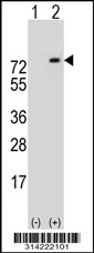 Western blot analysis of his-tag SHC4 (arrow) using his tag antibody. 293 cell lysates (2 ug/lane) either nontransfected (Lane 1) or transiently transfected with the SHC4 gene.