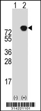 Western blot analysis of his-tag FAM130A1 (arrow) using his tag antibody. 293 cell lysates (2 ug/lane) either nontransfected (Lane 1) or transiently transfected with the FAM130A1 gene.