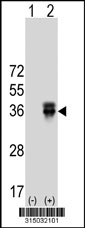Western blot analysis of his-tag ABI3 (arrow) using his tag antibody. 293T cell lysates (2 ug/lane) either nontransfected (Lane 1) or transiently transfected with the ABI3 gene‘