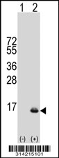 Western blot analysis of his-tag GLRX (arrow) using his tag antibody. 293 cell lysates (2 ug/lane) either nontransfected (Lane 1) or transiently transfected with the GLRX gene.