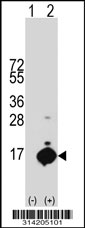 Western blot analysis of his-tag SELK (arrow) using his tag antibody. 293 cell lysates (2 ug/lane) either nontransfected (Lane 1) or transiently transfected with the SELK gene.