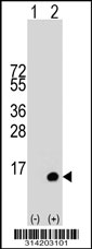 Western blot analysis of his-tag SLC48A1 (arrow) using his tag antibody. 293 cell lysates (2 ug/lane) either nontransfected (Lane 1) or transiently transfected with the SLC48A1 gene.