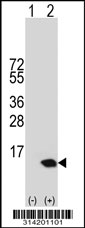 Western blot analysis of his-tag C15orf48 (arrow) using his tag antibody. 293 cell lysates (2 ug/lane) either nontransfected (Lane 1) or transiently transfected with the C15orf48 gene.