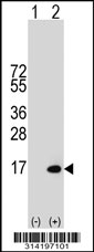 Western blot analysis of his-tag HOPX (arrow) using his tag antibody. 293 cell lysates (2 ug/lane) either nontransfected (Lane 1) or transiently transfected with the HOPX gene.