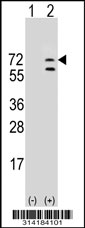 Western blot analysis of his-tag FAM71A (arrow) using his tag antibody. 293 cell lysates (2 ug/lane) either nontransfected (Lane 1) or transiently transfected with the FAM71A gene.