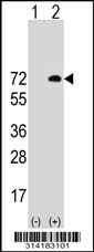 Western blot analysis of his-tag OPTN (arrow) using his tag antibody. 293 cell lysates (2 ug/lane) either nontransfected (Lane 1) or transiently transfected with the OPTN gene.