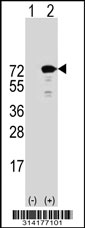 Western blot analysis of his-tag SNX1 (arrow) using his tag antibody. 293 cell lysates (2 ug/lane) either nontransfected (Lane 1) or transiently transfected with the SNX1 gene.