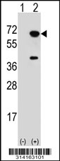Western blot analysis of his-tag ABI2 (arrow) using his tag antibody. 293 cell lysates (2 ug/lane) either nontransfected (Lane 1) or transiently transfected with the ABI2 gene.