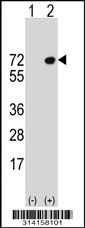 Western blot analysis of his-tag KIAA0409 (arrow) using his tag antibody. 293 cell lysates (2 ug/lane) either nontransfected (Lane 1) or transiently transfected with the KIAA0409 gene.