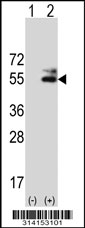 Western blot analysis of his-tag SFRS17A (arrow) using his tag antibody. 293 cell lysates (2 ug/lane) either nontransfected (Lane 1) or transiently transfected with the SFRS17A gene.