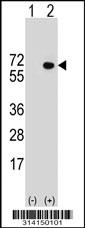 Western blot analysis of his-tag TUBB2B (arrow) using his tag antibody. 293 cell lysates (2 ug/lane) either nontransfected (Lane 1) or transiently transfected with the TUBB2B gene.
