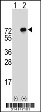 Western blot analysis of his-tag RCOR3 (arrow) using his tag antibody. 293 cell lysates (2 ug/lane) either nontransfected (Lane 1) or transiently transfected with the RCOR3 gene.