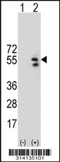 Western blot analysis of his-tag HDAC3 (arrow) using his tag antibody. 293 cell lysates (2 ug/lane) either nontransfected (Lane 1) or transiently transfected with the HDAC3 gene.