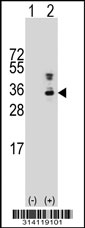 Western blot analysis of his-tag ST3GAL1 (arrow) using his tag antibody. 293 cell lysates (2 ug/lane) either nontransfected (Lane 1) or transiently transfected with the ST3GAL1 gene.