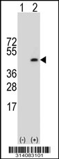 Western blot analysis of his-tag CCDC54 (arrow) using his tag antibody. 293 cell lysates (2 ug/lane) either nontransfected (Lane 1) or transiently transfected with the CCDC54 gene.