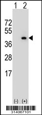 Western blot analysis of his-tag PER3 (arrow) using his tag antibody. 293 cell lysates (2 ug/lane) either nontransfected (Lane 1) or transiently transfected with the PER3 gene.
