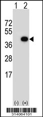 Western blot analysis of his-tag SERPINB6 (arrow) using his tag antibody. 293 cell lysates (2 ug/lane) either nontransfected (Lane 1) or transiently transfected with the SERPINB6 gene.