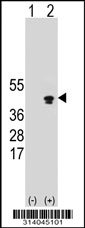 Western blot analysis of his-tag PCBP4 (arrow) using his tag antibody. 293 cell lysates (2 ug/lane) either nontransfected (Lane 1) or transiently transfected with the PCBP4 gene.
