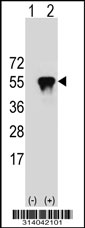 Western blot analysis of his-tag DNAJB11 (arrow) using his tag antibody. 293 cell lysates (2 ug/lane) either nontransfected (Lane 1) or transiently transfected with the DNAJB11 gene.