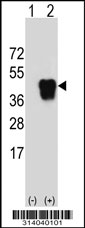 Western blot analysis of his-tag HSPBP1 (arrow) using his tag antibody. 293 cell lysates (2 ug/lane) either nontransfected (Lane 1) or transiently transfected with the HSPBP1 gene.