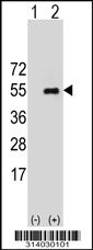 Western blot analysis of his-tag MKX (arrow) using his tag antibody. 293 cell lysates (2 ug/lane) either nontransfected (Lane 1) or transiently transfected with the MKX gene.