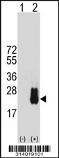 Western blot analysis of his-tag BST2 (arrow) using his tag antibody. 293 cell lysates (2 ug/lane) either nontransfected (Lane 1) or transiently transfected with the BST2 gene.