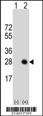 Western blot analysis of his-tag GCET2 (arrow) using his tag antibody. 293 cell lysates (2 ug/lane) either nontransfected (Lane 1) or transiently transfected with the GCET2 gene.