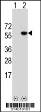 Western blot analysis of his-tag CCDC97 (arrow) using his tag antibody. 293 cell lysates (2 ug/lane) either nontransfected (Lane 1) or transiently transfected with the CCDC97 gene.