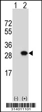 Western blot analysis of his-tag SPA17 (arrow) using his tag antibody. 293 cell lysates (2 ug/lane) either nontransfected (Lane 1) or transiently transfected with the SPA17 gene.