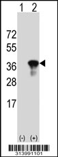 Western blot analysis of his-tag GLOD4 (arrow) using his tag antibody. 293 cell lysates (2 ug/lane) either nontransfected (Lane 1) or transiently transfected with the GLOD4 gene.