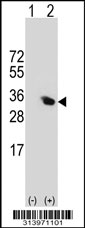 Western blot analysis of his-tag C21orf59 (arrow) using his tag antibody. 293 cell lysates (2 ug/lane) either nontransfected (Lane 1) or transiently transfected with the C21orf59 gene.