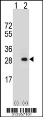 Western blot analysis of his-tag CCDC90B (arrow) using his tag antibody. 293 cell lysates (2 ug/lane) either nontransfected (Lane 1) or transiently transfected with the CCDC90B gene.