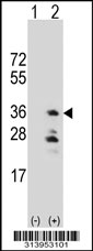 Western blot analysis of his-tag THAP4 (arrow) using his tag antibody. 293 cell lysates (2 ug/lane) either nontransfected (Lane 1) or transiently transfected with the THAP4 gene.