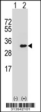 Western blot analysis of his-tag SMNDC1 (arrow) using his tag antibody. 293 cell lysates (2 ug/lane) either nontransfected (Lane 1) or transiently transfected with the SMNDC1 gene.
