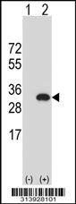 Western blot analysis of his-tag RPL13 (arrow) using his tag antibody. 293 cell lysates (2 ug/lane) either nontransfected (Lane 1) or transiently transfected with the RPL13 gene.