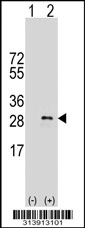 Western blot analysis of his-tag RPL19 (arrow) using his tag antibody. 293 cell lysates (2 ug/lane) either nontransfected (Lane 1) or transiently transfected with the RPL19 gene.