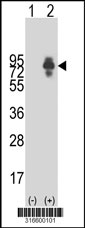 Western blot analysis of his-tag HEPACAM2 (arrow) using his tag antibody. 293T cell lysates (2 ug/lane) either nontransfected (Lane 1) or transiently transfected with the HEPACAM2 gene‘