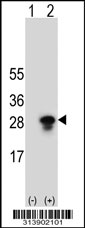 Western blot analysis of his-tag C6orf223 (arrow) using his tag antibody. 293 cell lysates (2 ug/lane) either nontransfected (Lane 1) or transiently transfected with the C6orf223 gene