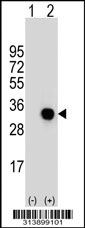 Western blot analysis of his-tag THAP6 (arrow) using his tag antibody. 293 cell lysates (2 ug/lane) either nontransfected (Lane 1) or transiently transfected with the THAP6 gene