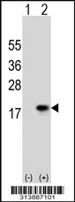 Western blot analysis of his-tag SULF2 (arrow) using his tag antibody. 293 cell lysates (2 ug/lane) either nontransfected (Lane 1) or transiently transfected with the SULF2 gene