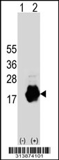 Western blot analysis of his-tag IFITM2 (arrow) using his tag antibody. 293 cell lysates (2 ug/lane) either nontransfected (Lane 1) or transiently transfected with the IFITM2 gene